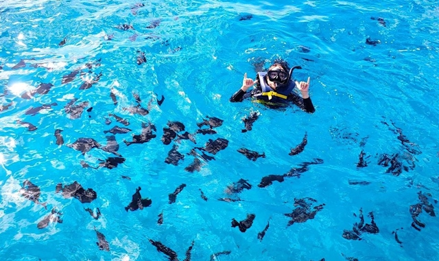 하와이 오아후 와이키키 거북이 스노클링 투어