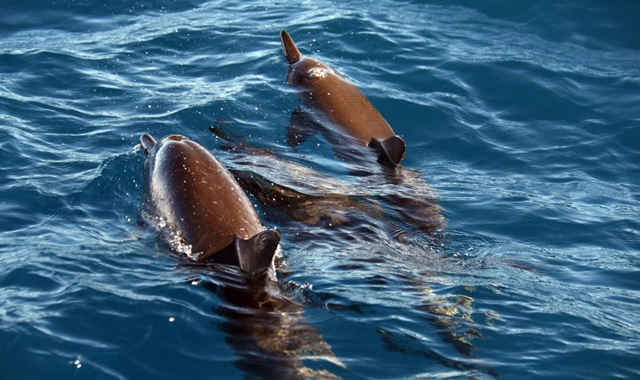 하와이 오아후 와이키키 거북이 스노클링 투어