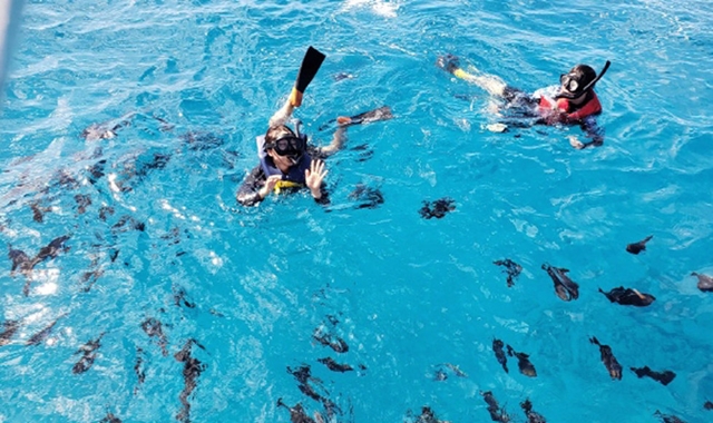 Hawaii Oahu Waikiki Turtle Snorkeling Tour