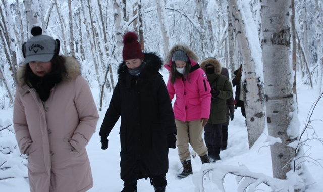 알래스카 페어뱅크스 자작나무 숲길 산책 투어
