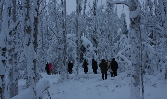 알래스카 페어뱅크스 자작나무 숲길 산책 투어