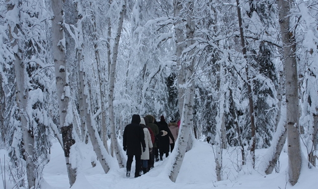 알래스카 페어뱅크스 자작나무 숲길 산책 투어
