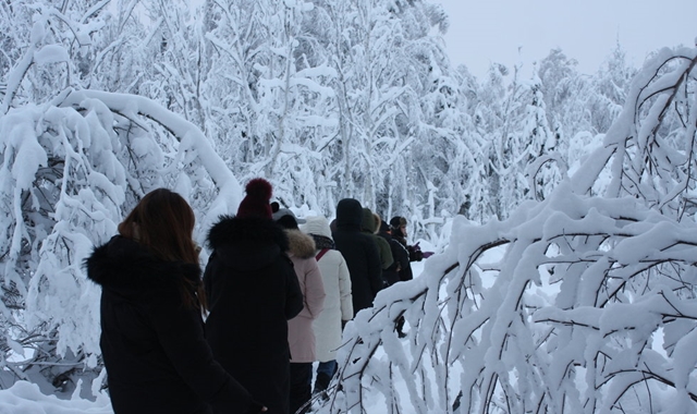 알래스카 페어뱅크스 자작나무 숲길 산책 투어