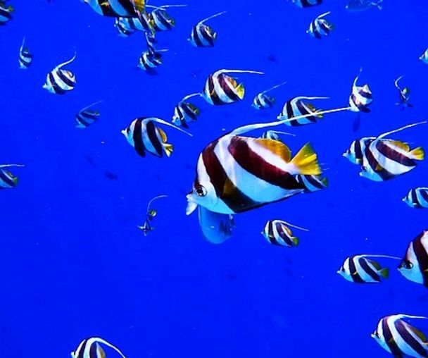 activity_detail_image