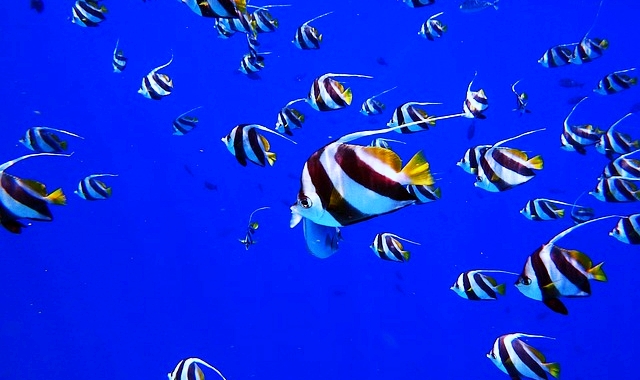 ホイアン・チャム島シュノーケリングツアー(ホイアン出発)