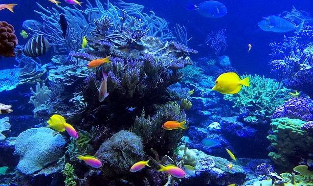 ホイアン・チャム島シュノーケリングツアー(ホイアン出発)