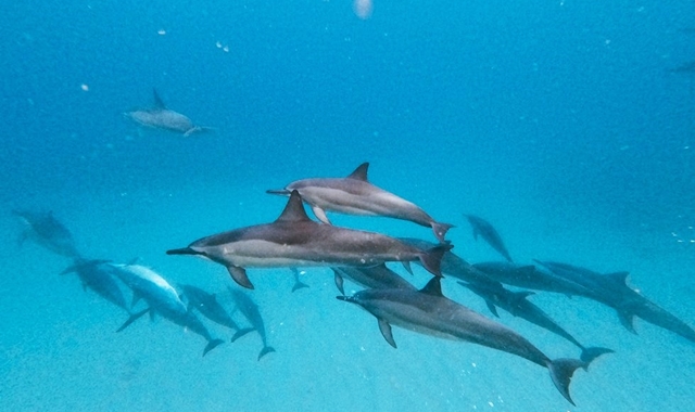 하와이 선셋 프리미엄 크루즈 - 거북이 스노클링 & 와인 파티 그리고 해양 액티비티!