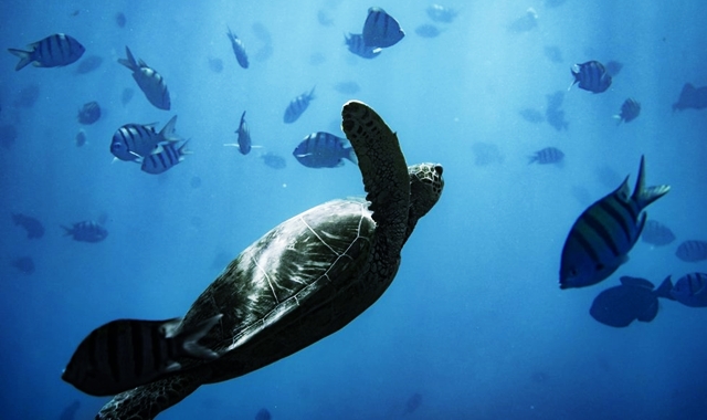 하와이 선셋 프리미엄 크루즈 - 거북이 스노클링 & 와인 파티 그리고 해양 액티비티!