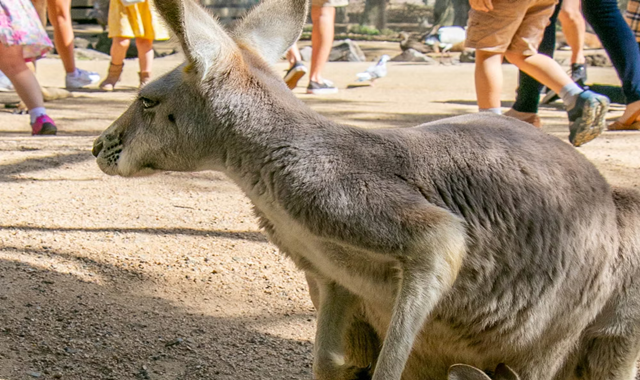 골드코스트 커럼빈 야생동물 공원 입장권