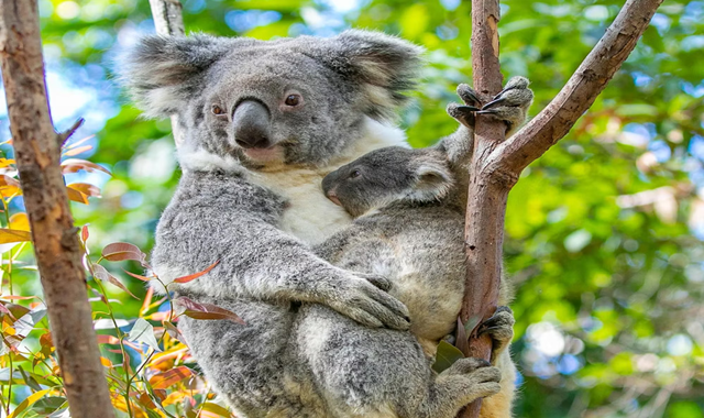 골드코스트 커럼빈 야생동물 공원 입장권