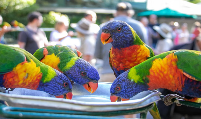 골드코스트 커럼빈 야생동물 공원 입장권