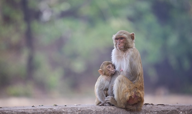 Kota Kinabalu: Dongmakgol Sunset & Firefly Tour