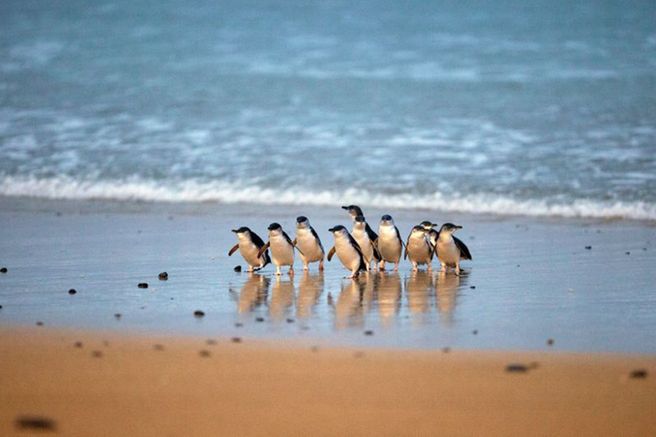 필립 아일랜드 펭귄 퍼레이드 & 3대 명소 통합 멀티 패스