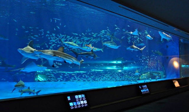 시마네 아쿠아리움 아쿠아스 입장권