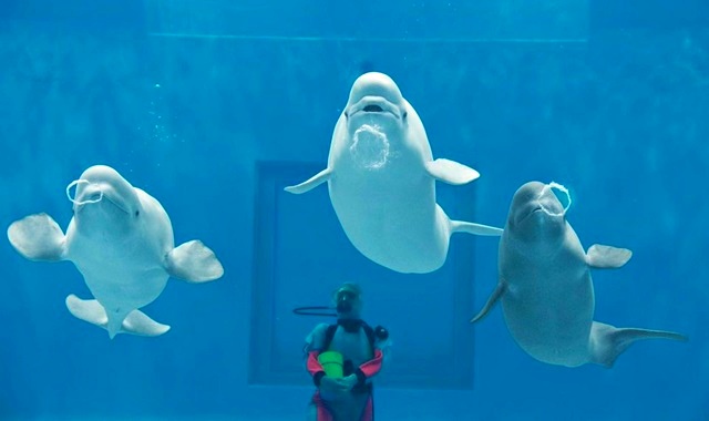 시마네 아쿠아리움 아쿠아스 입장권