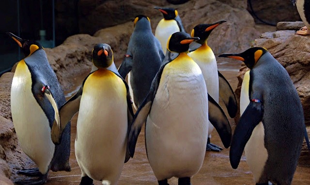 시마네 아쿠아리움 아쿠아스 입장권