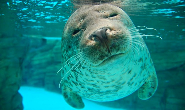 시마네 아쿠아리움 아쿠아스 입장권