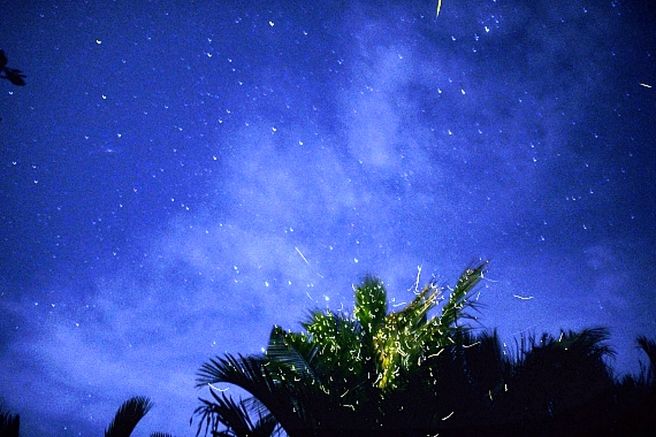 Bohol: Loboc River Sunset Firefly Tour
