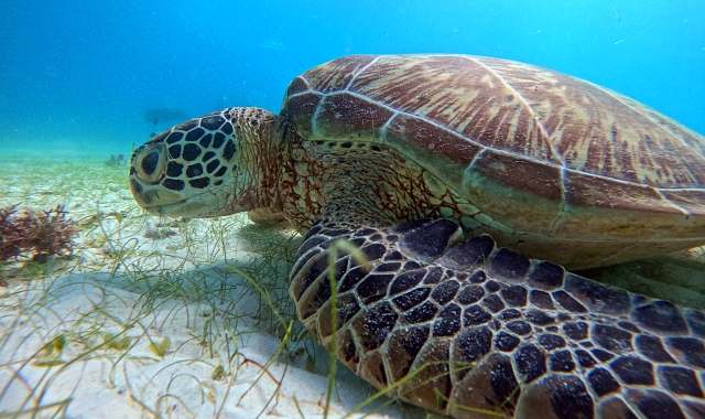 [보자무싸] 보홀 발리카삭 써니 오션 호핑투어