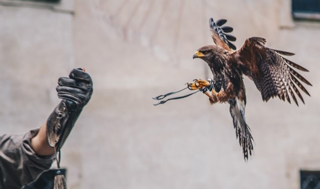 강원 홍천 알파카월드 입장권