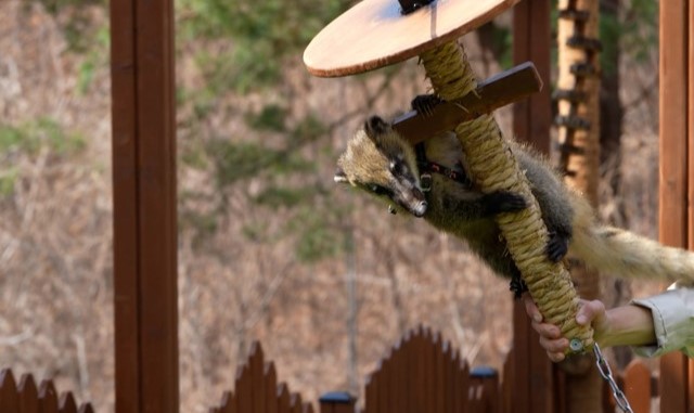 강원 홍천 알파카월드 입장권