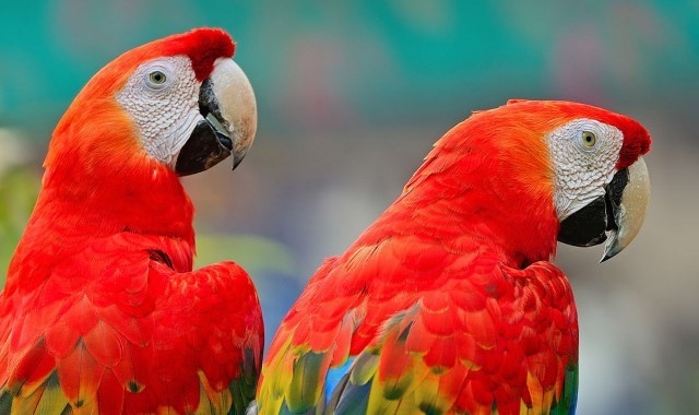 강원 홍천 알파카월드 입장권