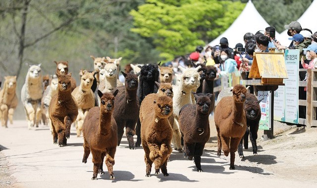 강원 홍천 알파카월드 입장권
