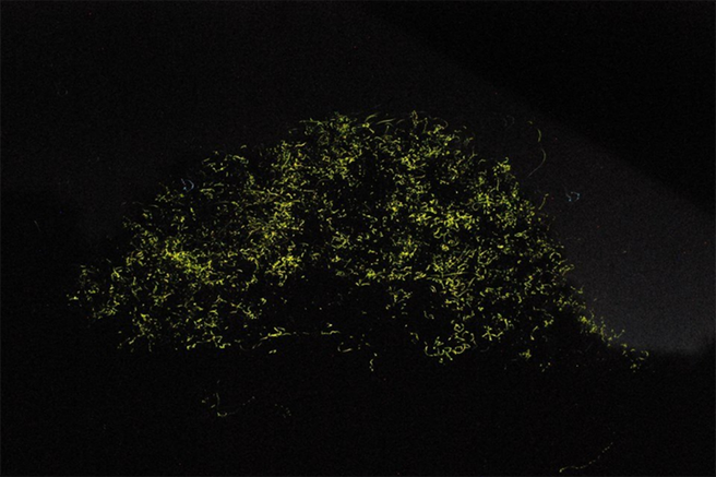 Bohol Abatan River Firefly Watching Private Tour