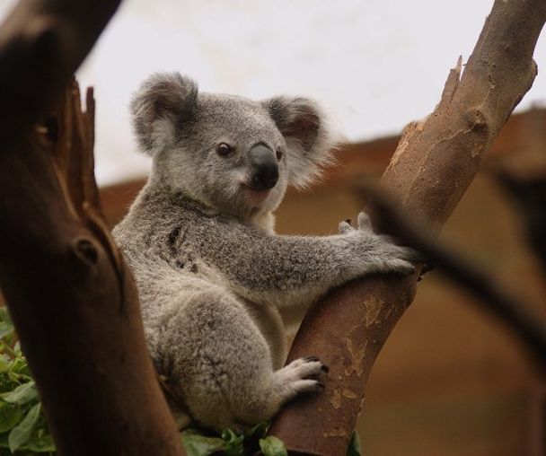 activity_detail_image