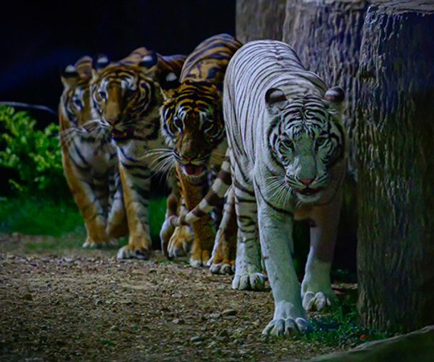 activity_detail_image