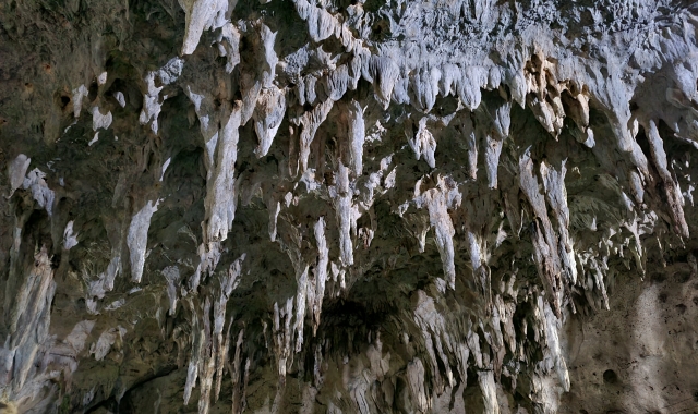 [보자무싸] 보홀 스노클링 투어 - 나팔링 정어리떼 & 히낙다난 동굴
