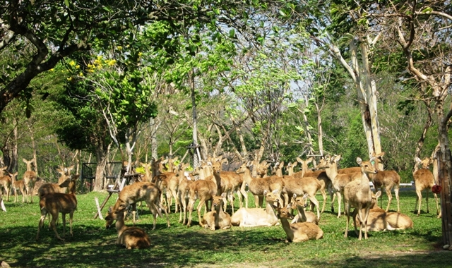 파타야 카오키여우 오픈주 프라이빗 단독 투어 (방콕 / 파타야 출발)