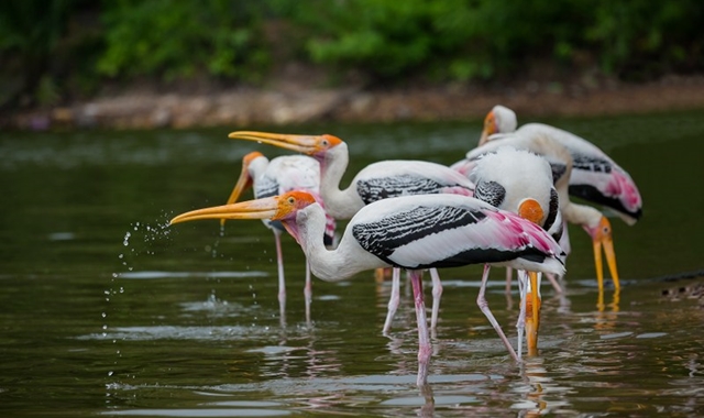 파타야 카오키여우 오픈주 프라이빗 단독 투어 (방콕 / 파타야 출발)