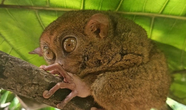 보홀 육상투어 A 코스 by 보자무싸 (로복강 & 초콜릿 힐)