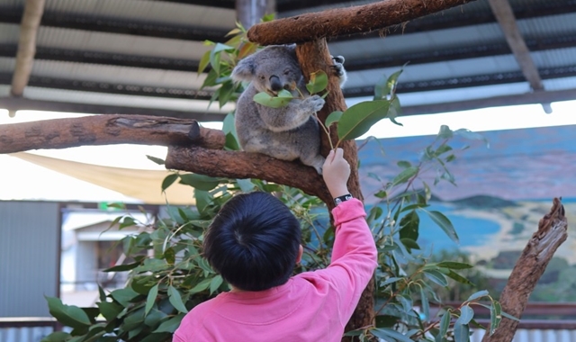 [아워스토리] 자유 일정 포트스테판 + 코알라 체험, 시크릿 포인트 프라이빗 투어