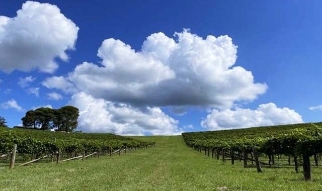 [아워스토리] 헌터벨리 와이너리 완전 정복 단독 투어