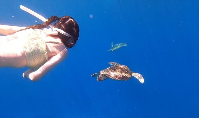 사이판 오션스타 거북이 호핑투어 + 마나가하 섬 투어