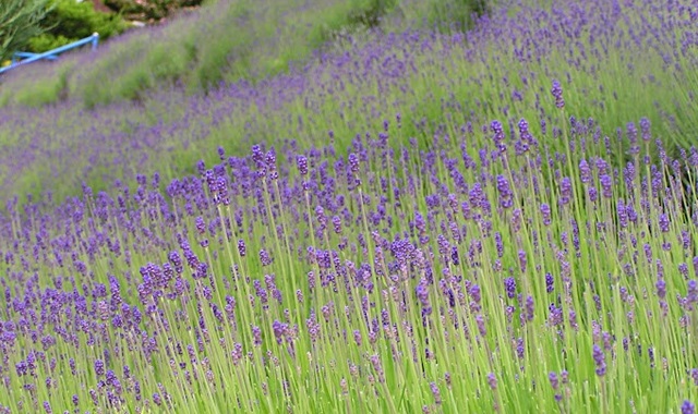 후쿠시마 아부쿠마 동굴 입장권