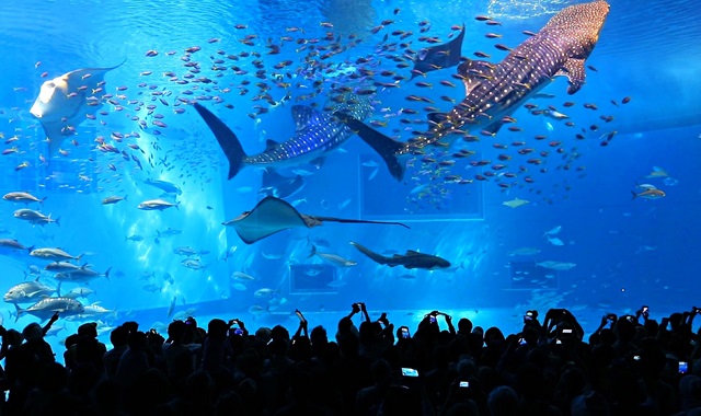 오키나와 북부 버스투어 - 츄라우미 수족관 & 만좌모 / 비세마을, 비세후쿠기, 코우리대교