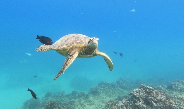 [거북이보장제] 하와이 와이키키 프리미엄 거북이 스노클링 & 해양 액티비티 5종 투어