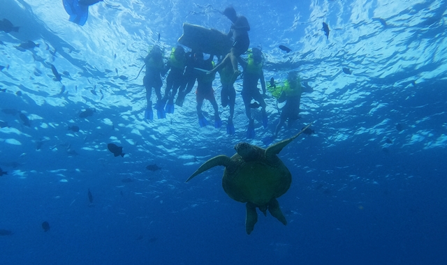 [거북이보장제] 하와이 와이키키 프리미엄 거북이 스노클링 & 해양 액티비티 5종 투어