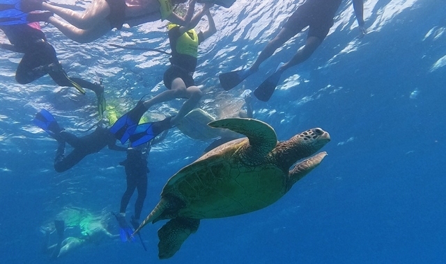 [거북이보장제] 하와이 와이키키 프리미엄 거북이 스노클링 & 해양 액티비티 5종 투어