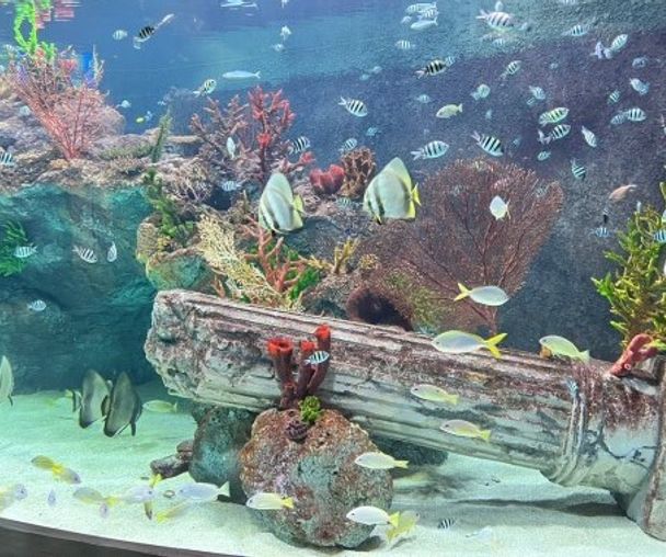 activity_detail_image