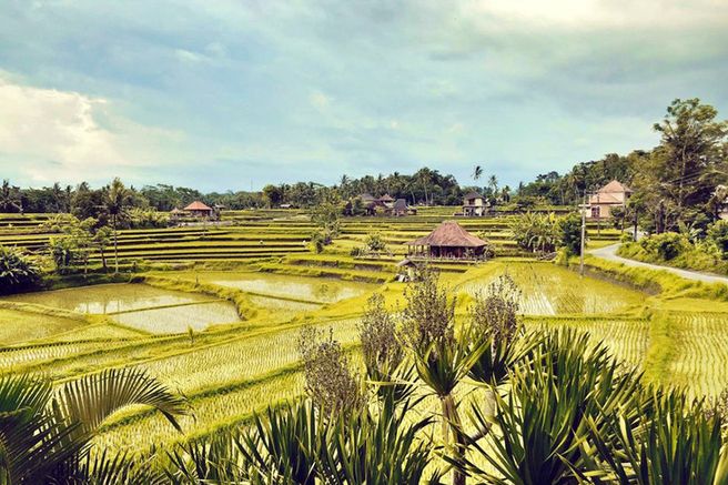 Ubud Relax Tour in Bali (Monkey Forest, Ubud Palace, Campuhan Ridge)