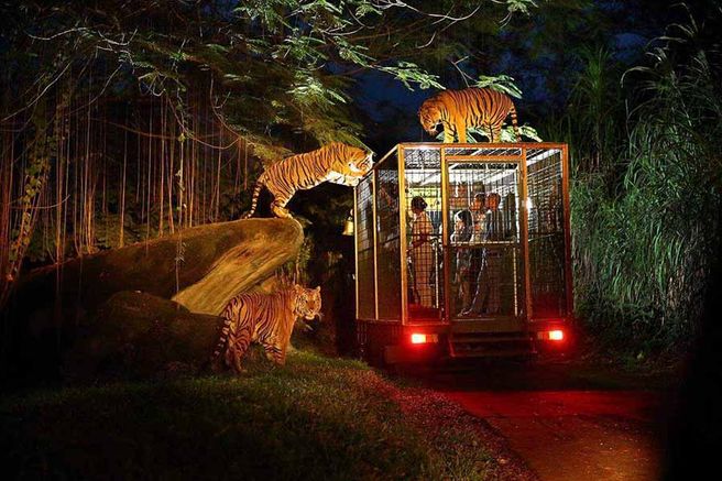 Bali Safari & Marine Park Day & Night Combined Ticket