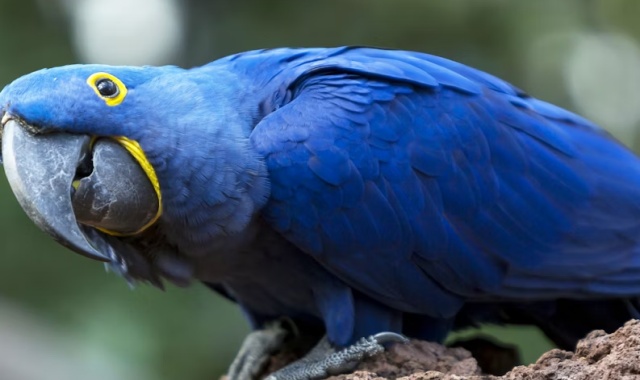 テネリフェ・ロロパルケ動物園チケット