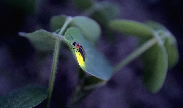 Kuala Lumpur: Selangor Fireflies & Blue Tears Tour