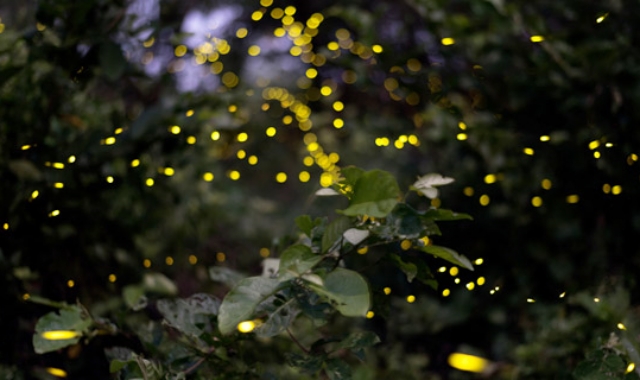 Kuala Lumpur: Selangor Fireflies & Blue Tears Tour