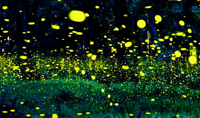 Kuala Lumpur: Selangor Fireflies & Blue Tears Tour