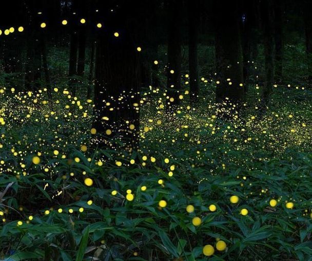 activity_detail_image